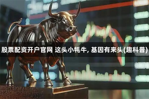股票配资开户官网 这头小牦牛, 基因有来头(趣科普)
